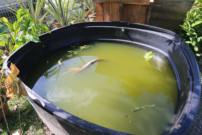 陈时明会收集雨水来灌溉果树，为了避免孑孓滋生，他也会在容器中放入小鱼，水里头甚至可以看到蝌蚪的出现。