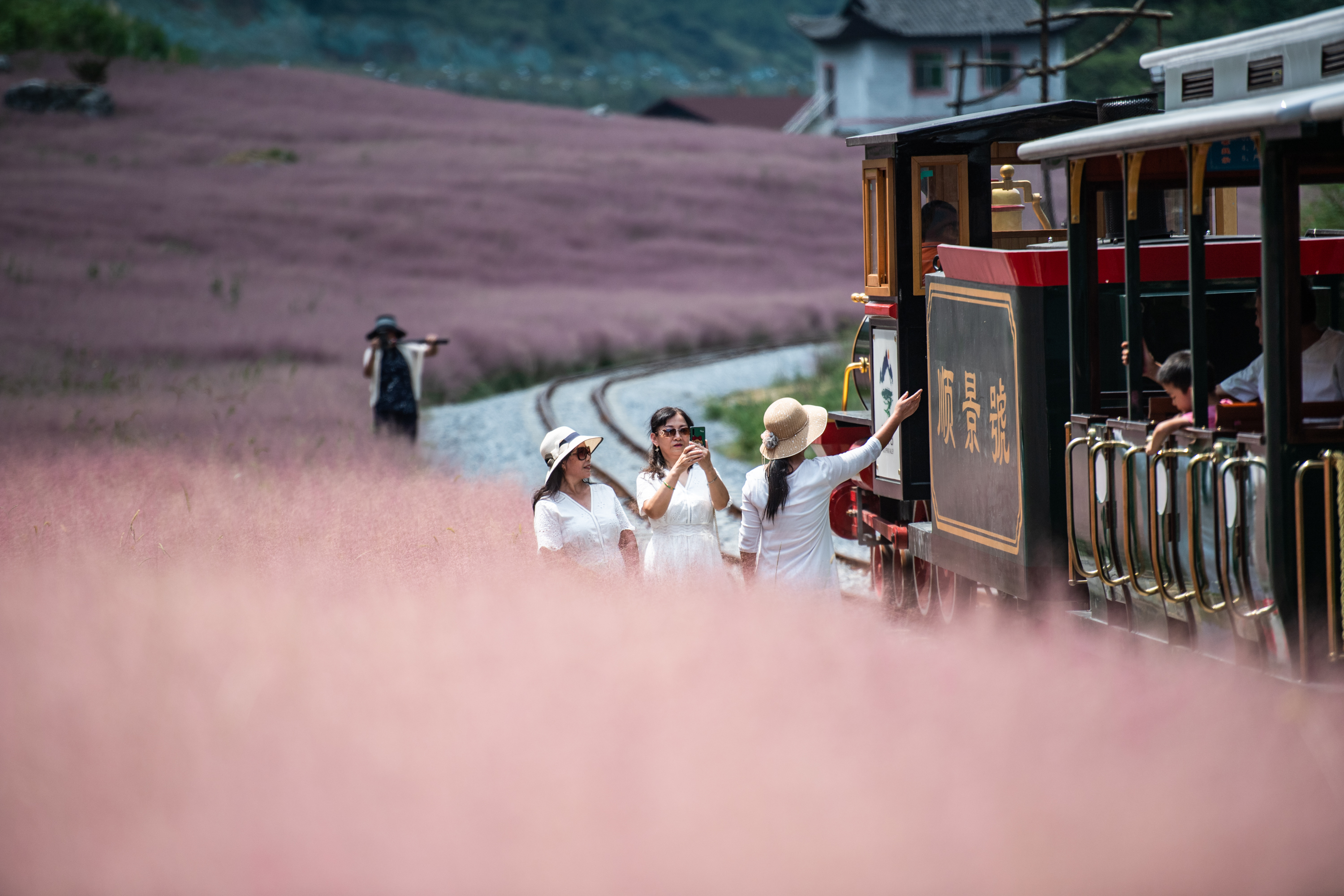 神泉谷景区“粉色海洋”迎客来。