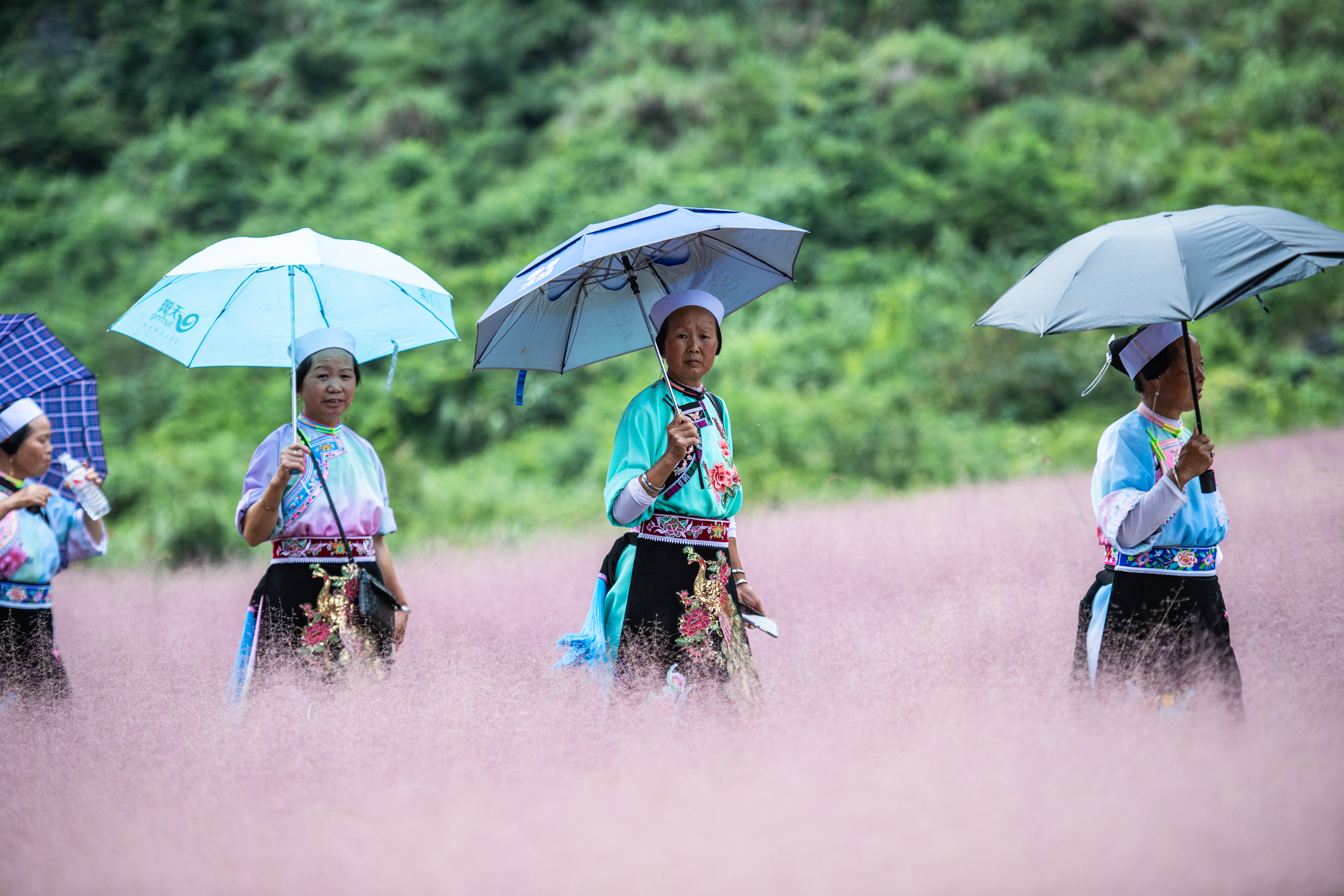 身穿传统服装的妇女撑伞在粉色海洋里漫步。