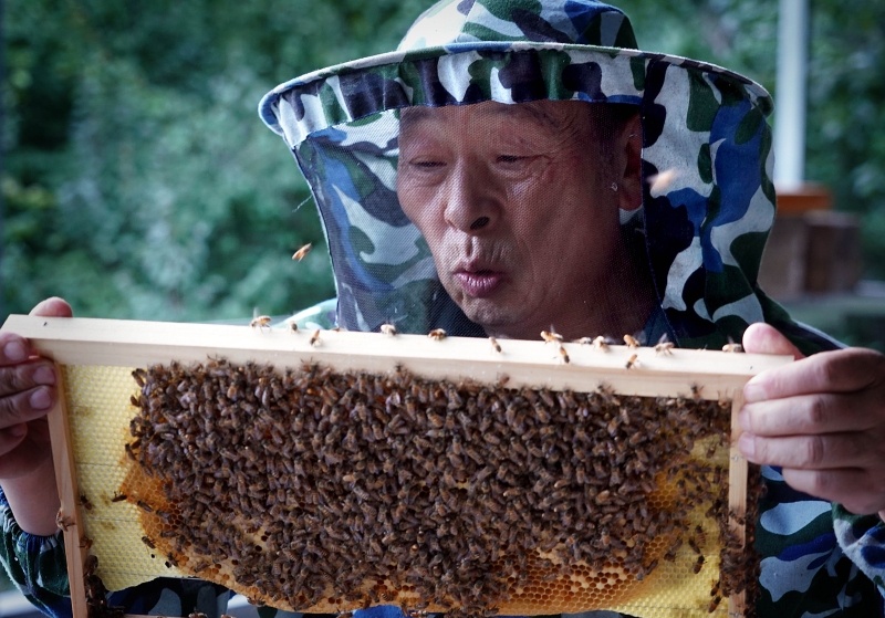 勤劳的蜜蜂是张嵩现生活的希望，每次看见蜜蜂，他的喜悦都溢于言表。