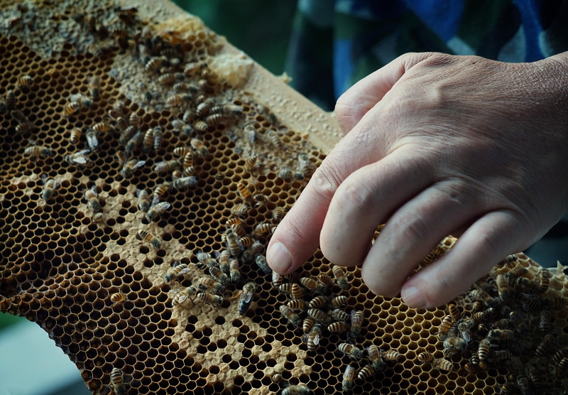 观察蜂巢的进度，确保蜜蜂窝健康。