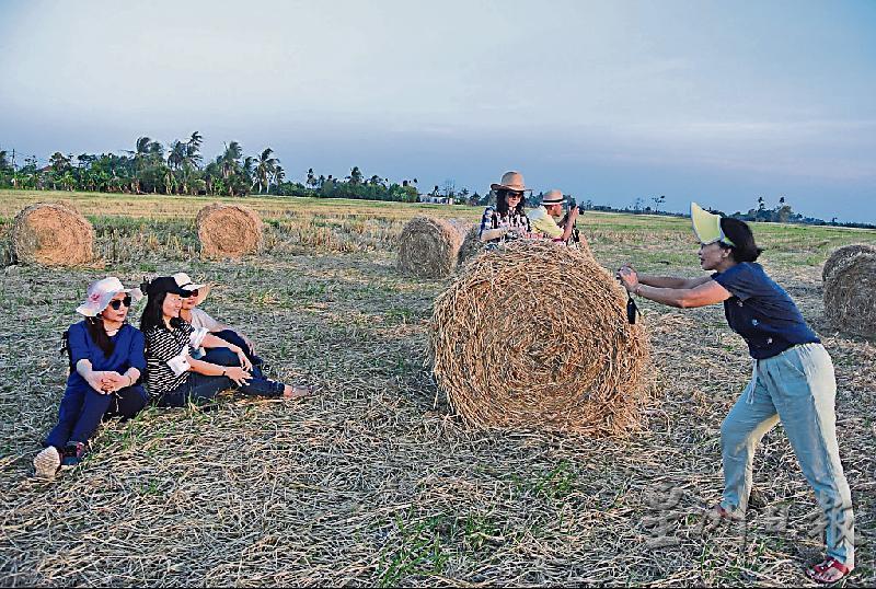 玻璃市的稻农把稻草捆置于田中，成了田园生态景观。
