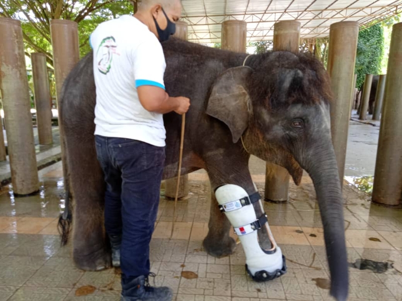 伤残的Elly小象渐渐适应新义肢。
