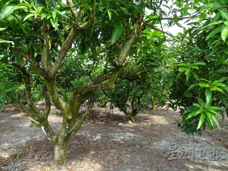 芒果需要长期细心照料，成本花费很高，有的果农因缺少员工及减少支出，宁愿选择将芒果树铲除。