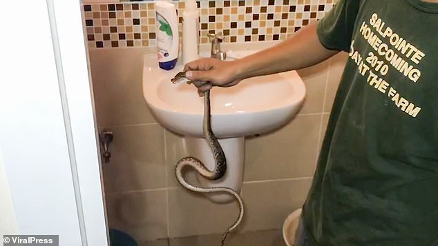 曼谷一家民宅的马桶窜出一条小蟒蛇，咬伤了正在如厕的少年生殖器。（网络照片）