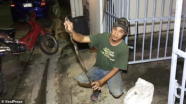从马桶窜出来的小蟒蛇咬伤了青年生殖器，家人召来专家捉走小蛇，再放回山林。（网络照片）