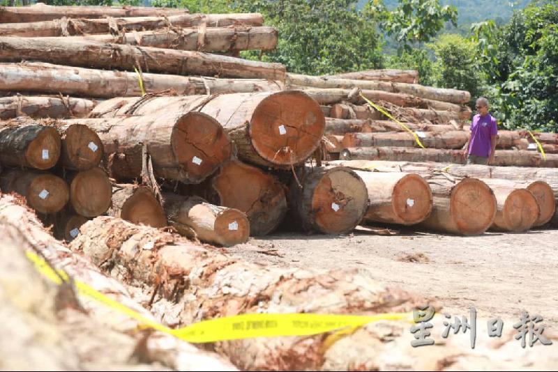 彭森林局破获105支锯好的珍贵木材，该批木材是由一批拥纯熟技术的盗伐者砍伐，准备偷运出增卡森林保护区前遭拦截。


