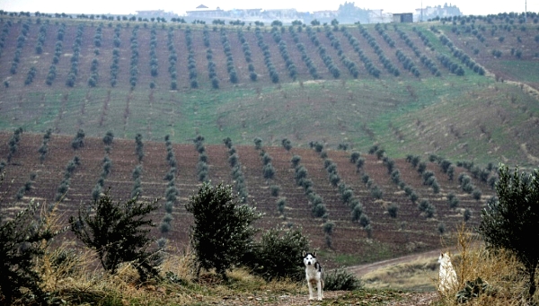 Olive trees struggle in the heat of large parts of Iraq so olive oil was long imported at great expense, but farmers found the conditions near Arbil to be good. AFP