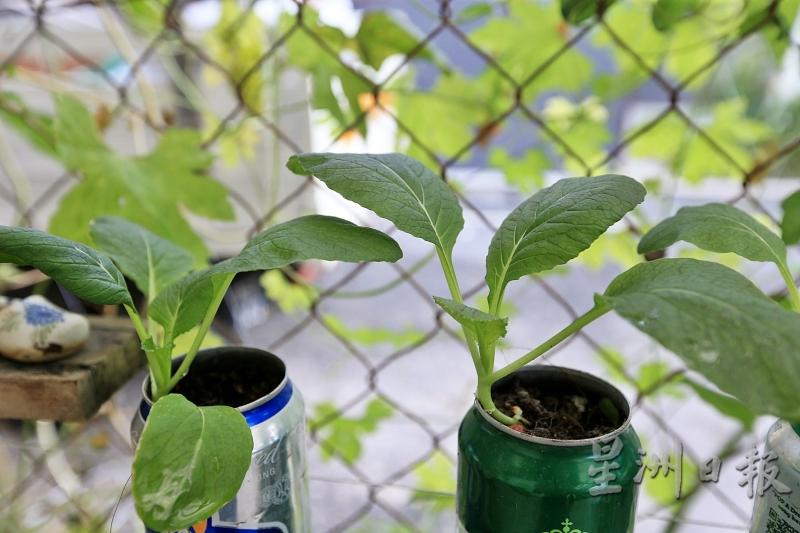 除了花盆，土地，她也会循环使用罐子和瓶子来栽种植物。 图中的是紫菘的幼苗，是厦门菜友分享给她的种子。

