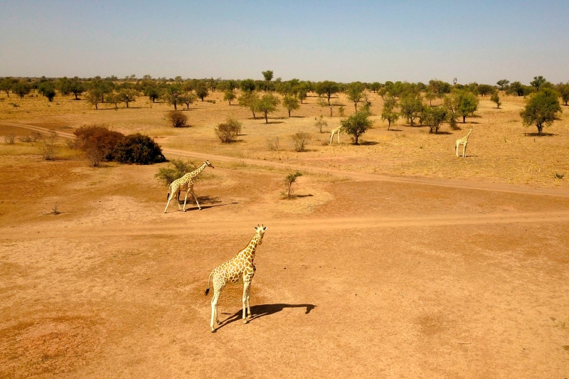 图为尼日尔库雷长颈鹿保护区。（法新社照片）