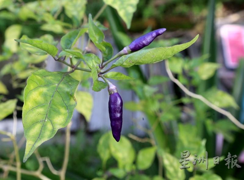 紫色的辣椒，你看过吗？

