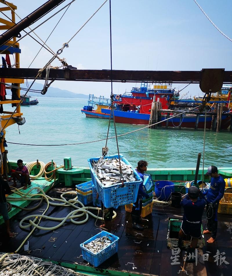 自踏入行管期后，因泰国渔民回国以致闹人手荒，因此若与过去比较，这数月的渔产捕获量都属不多，不过市场并没有出现供不应求情况。