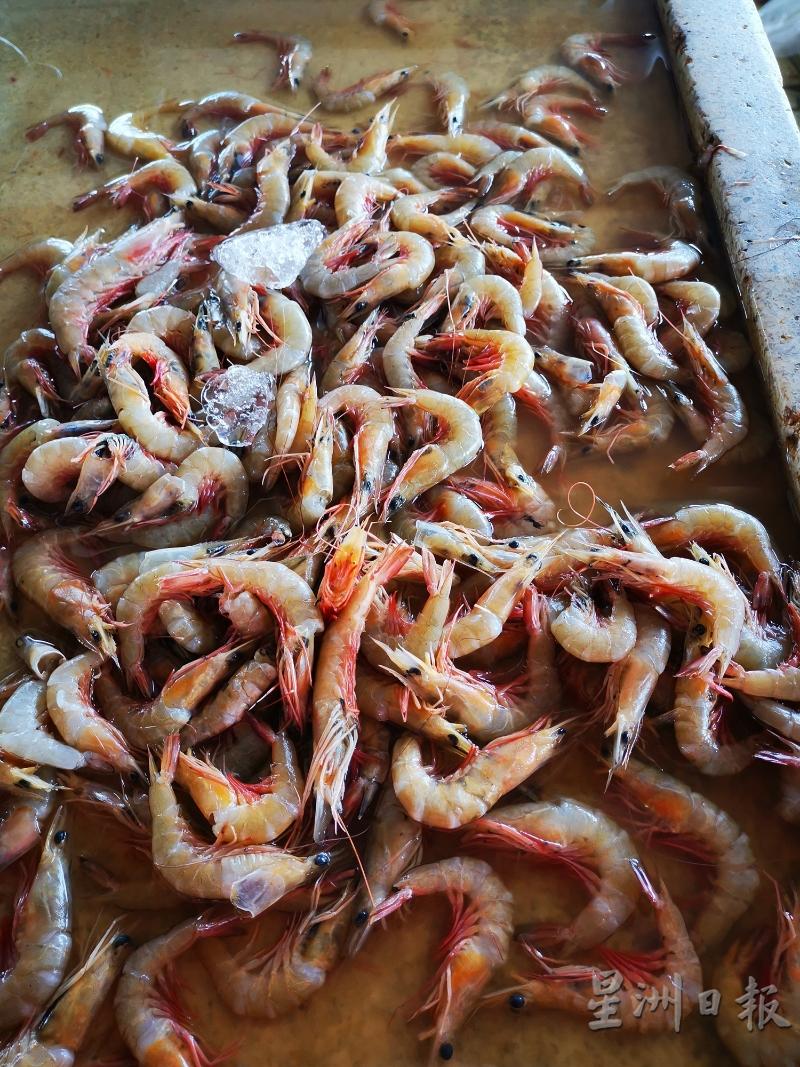 近日市场缺少海虾供应，但张太太档口的海虾却还是卖不完。