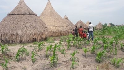 在南苏丹联合州（Unity state）的一个农村，到处可以见到用泥、竹和茅草搭成的传统小屋（Tukul）。在屋子旁边的空地便是农民的心血，他们种下红十字国际委员会所提供的种子，盼望有足够的收成。