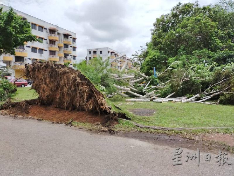 甘榜拉班葛南格花园草场旁一棵大树周一晚上在风雨中倒下，所幸树身倒向草场，才没有压中房屋。