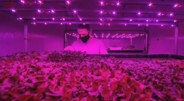 Pink Farms takes its name from the ethereal pink light produced by the mix of red and blue LED lamps that help its plants to grow. AFP