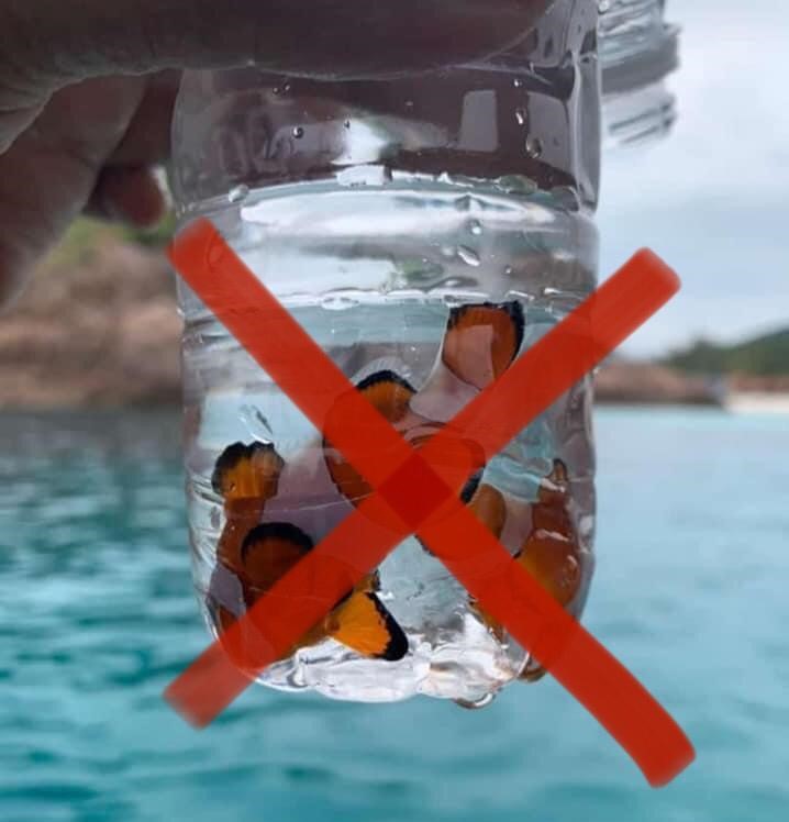 有人抓了小丑鱼放在瓶子里，照片在社交媒体疯传，一般相信此事发生在乐浪岛。