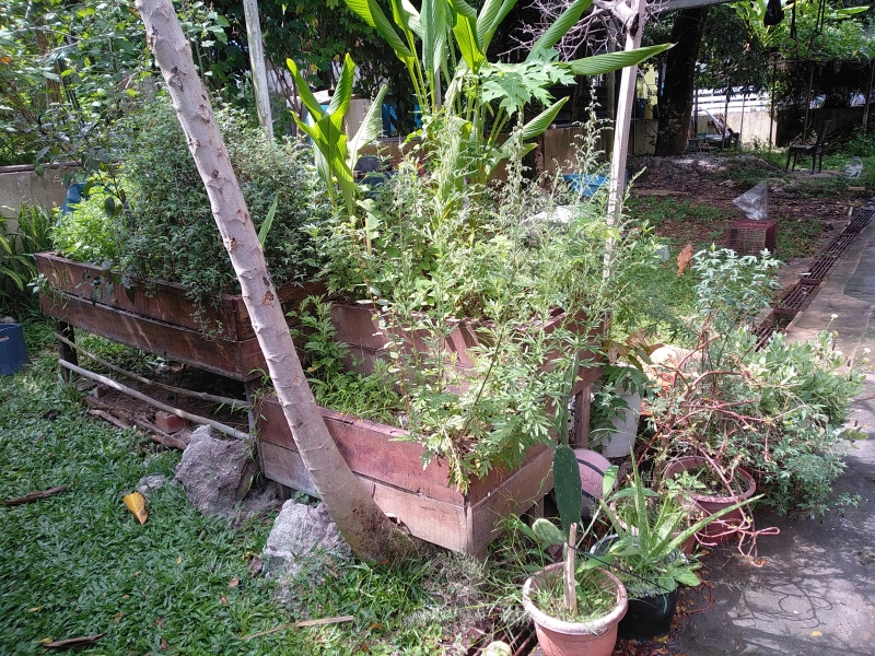 种在朴与朱健康家庭菜园并可以生产成草茶叶的植物。