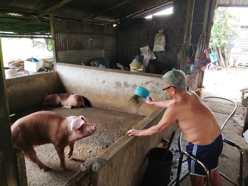 李合意的农场只剩下8头肉猪和一头母猪，今年杪出完猪后，经营50多年的猪场就关闭。
