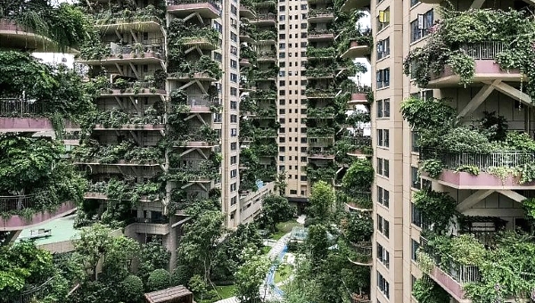 With hardly any residents to care for them, the plants at Chengdu's Qiyi City Forest Garden have overrun the towers. AFP