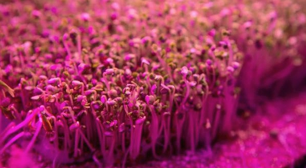 Seeds germinate beneath the growing lamps at Pink Farms  AFP