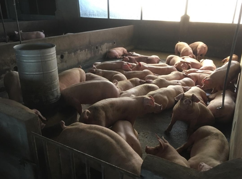 环境舒适、空气流通，封闭式猪舍的猪只成长快和减少发病率。