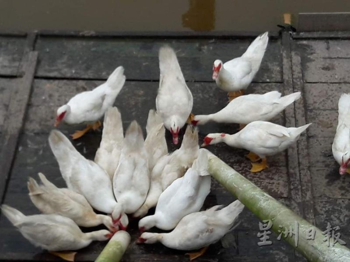 可爱的鸭子围成一团吃着饭，真像一束香蕉。（UK Farm）