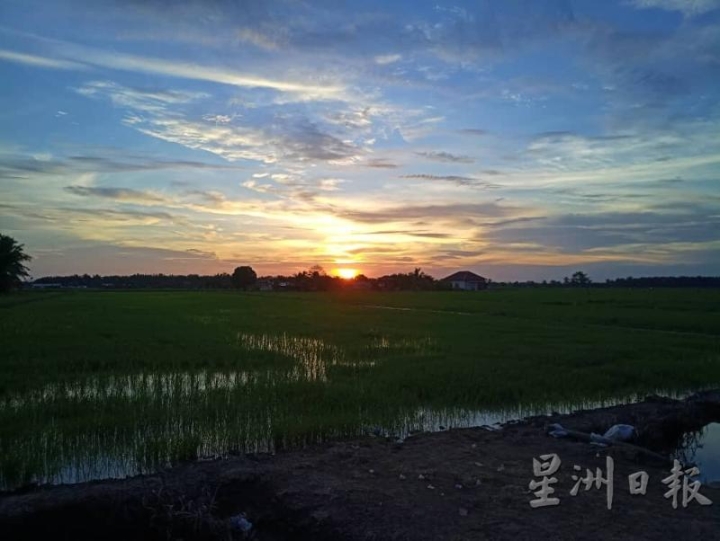 夕阳照映出稻田不同凡响的风貌，如诗如画。