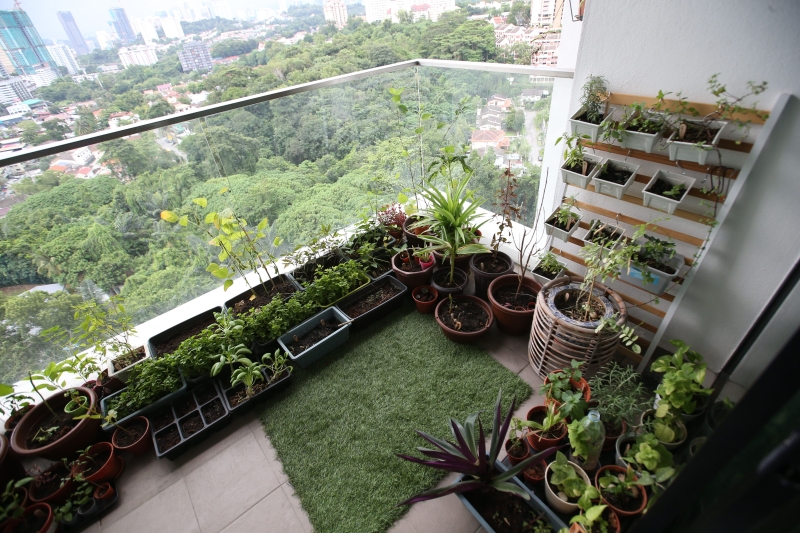 善用空间，阳台种植也能自给自足。