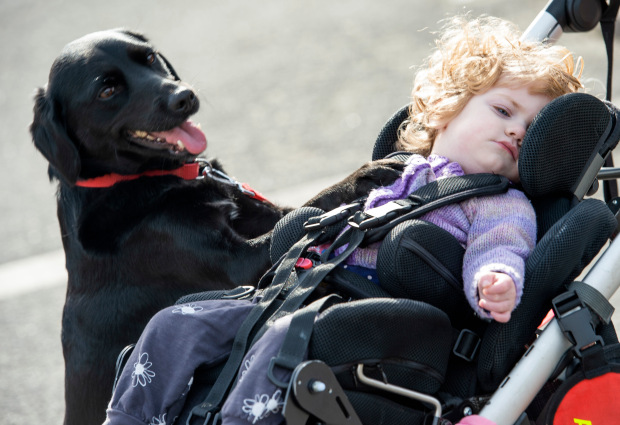 为了女儿伊兹，妈妈希瑟亲自训练协助犬 “百事”协助伊兹坐起和更衣，人狗相伴，完成了不少挑战。