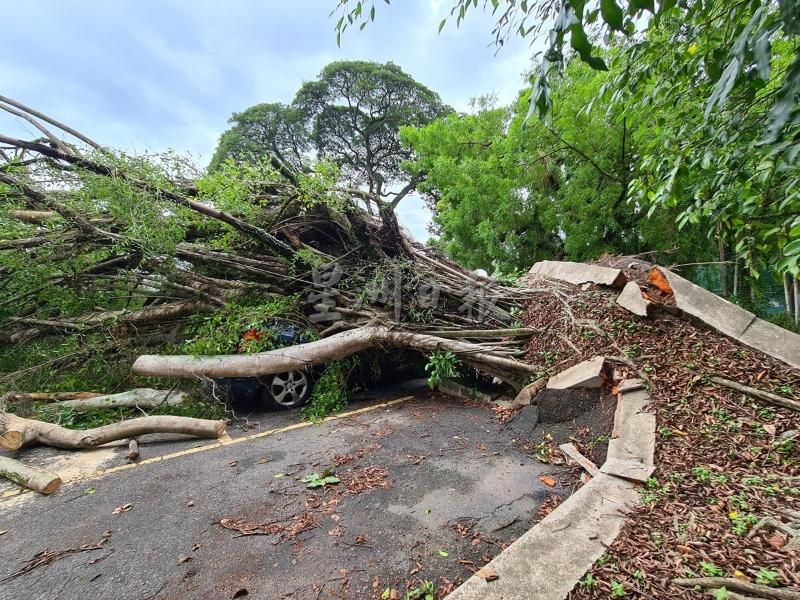大树倒下，停车位旁的路肩也被掀起。
