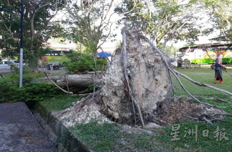 罗弄班兰组屋旁空地的一棵树月前遭狂风吹倒，连根拔起。