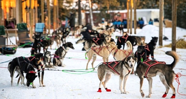 Sledding dogs are expensive to maintain with no tourist revenue coming in. AFP