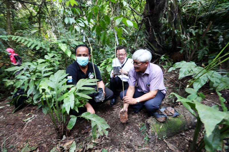 巴鲁（左起）、陈国槟及阿末依斯迈在马来西亚自然协会总会的保留地种植树苗，也呼吁大众爱护大自然。