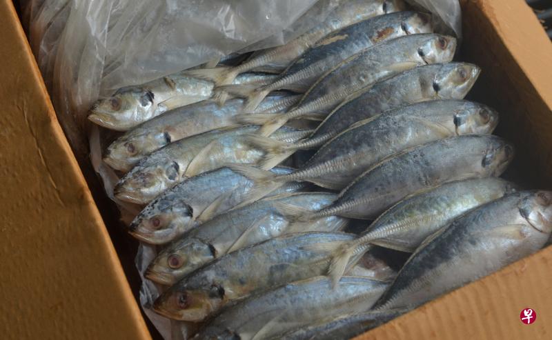 印尼冷冻鱼产品被检测出冠病病毒，当局已暂停印尼海鲜公司PT Putri Indah向中国的出口。（档案照）