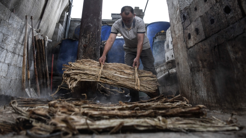 村民将要进行蒸煮制成贡川纱纸的原料捆绑好。
