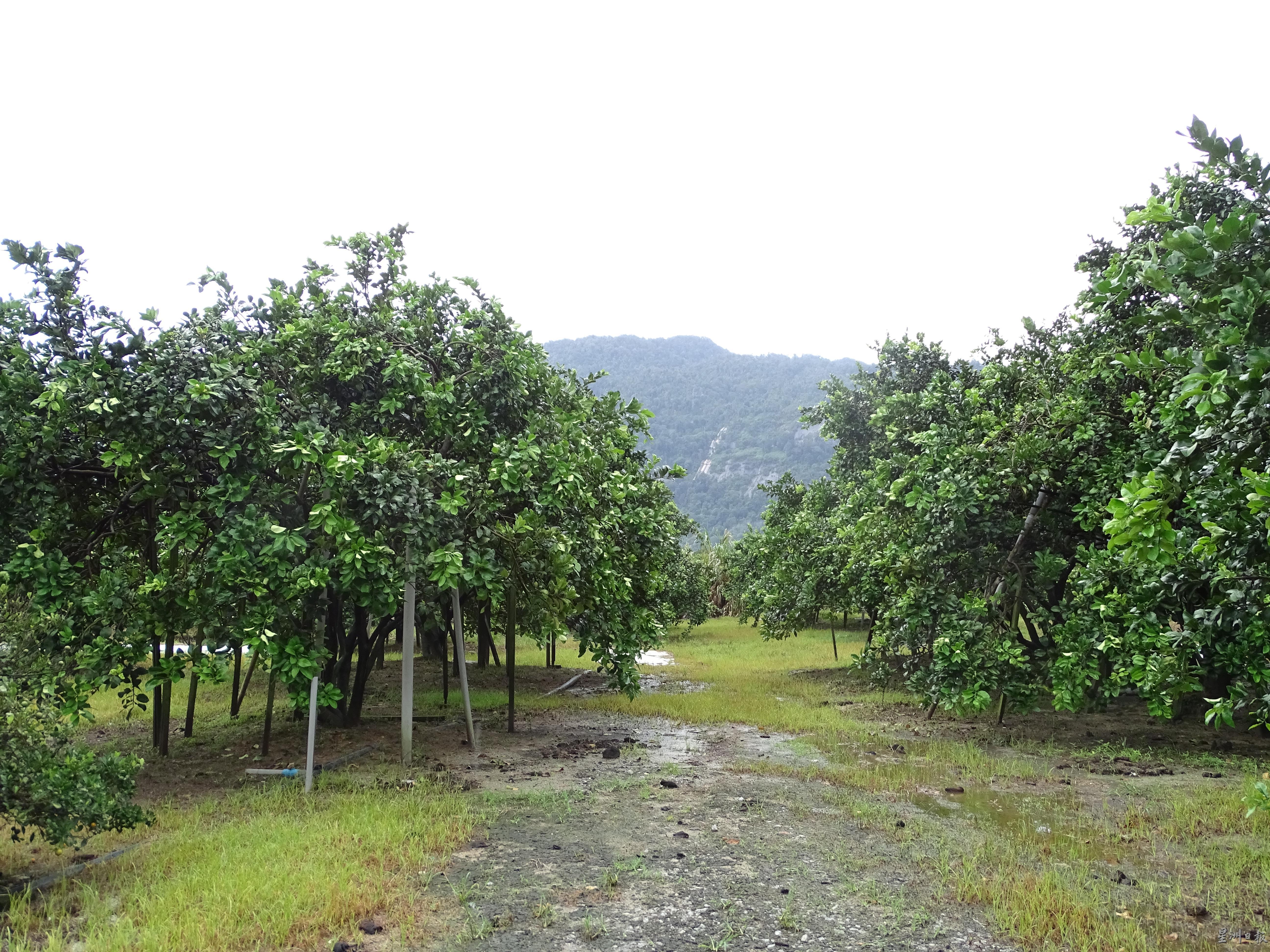 走入石山脚的柚子园，仿佛进入了世外桃源，除了众多的柚子树之外，还能看见群山环绕。

