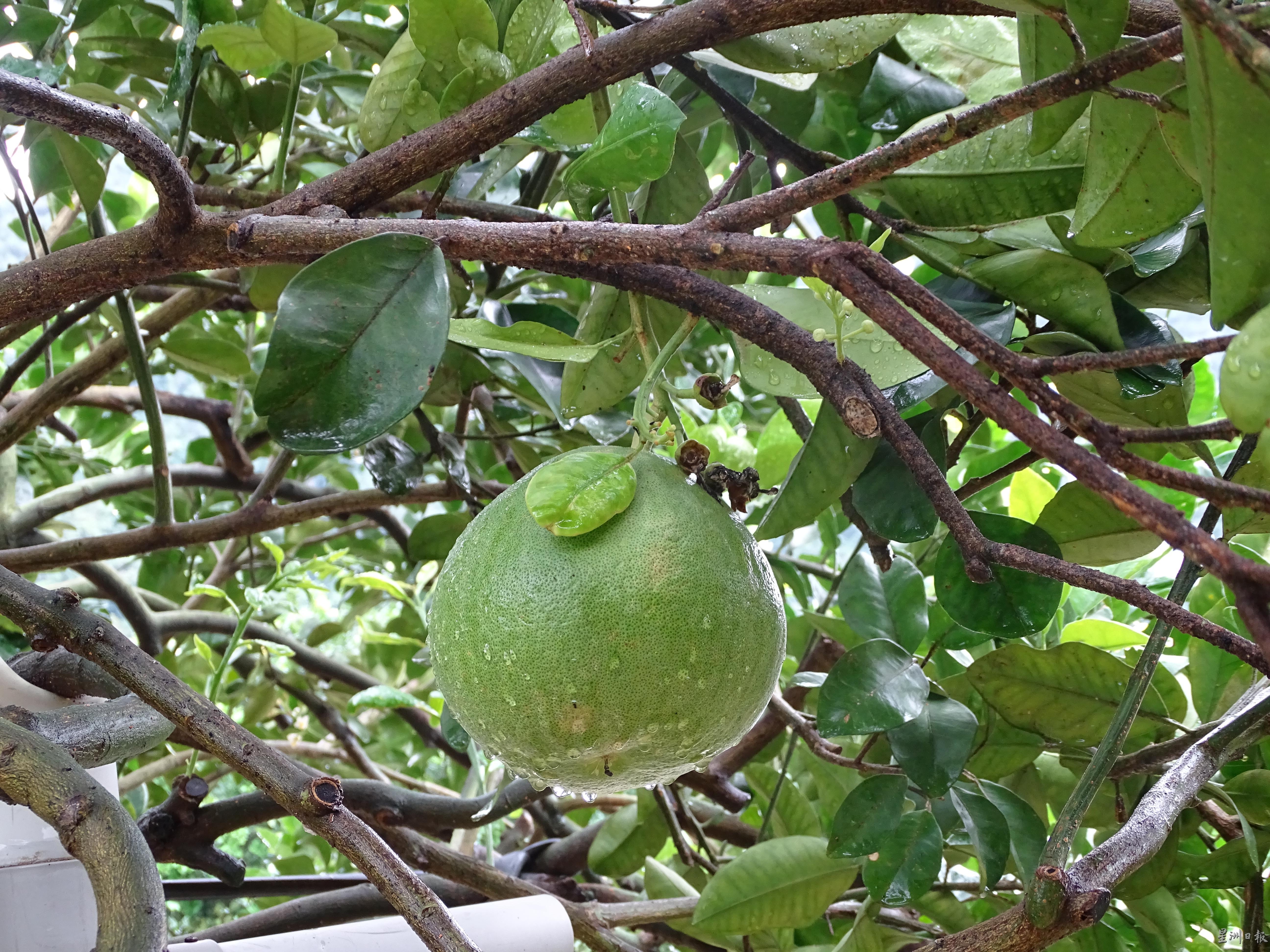 遇上好天气，柚子树就可以“吸足”雨天的雨水及晴天的阳光，结出来的果也自然肉质饱满。

