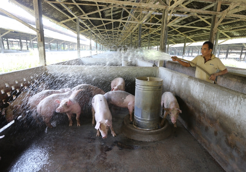 全国生猪肉价格自8月底开始下跌约10%，从较早前的每100公斤价格870令吉至890令吉之间，跌至目前每100公斤大约售780令吉。