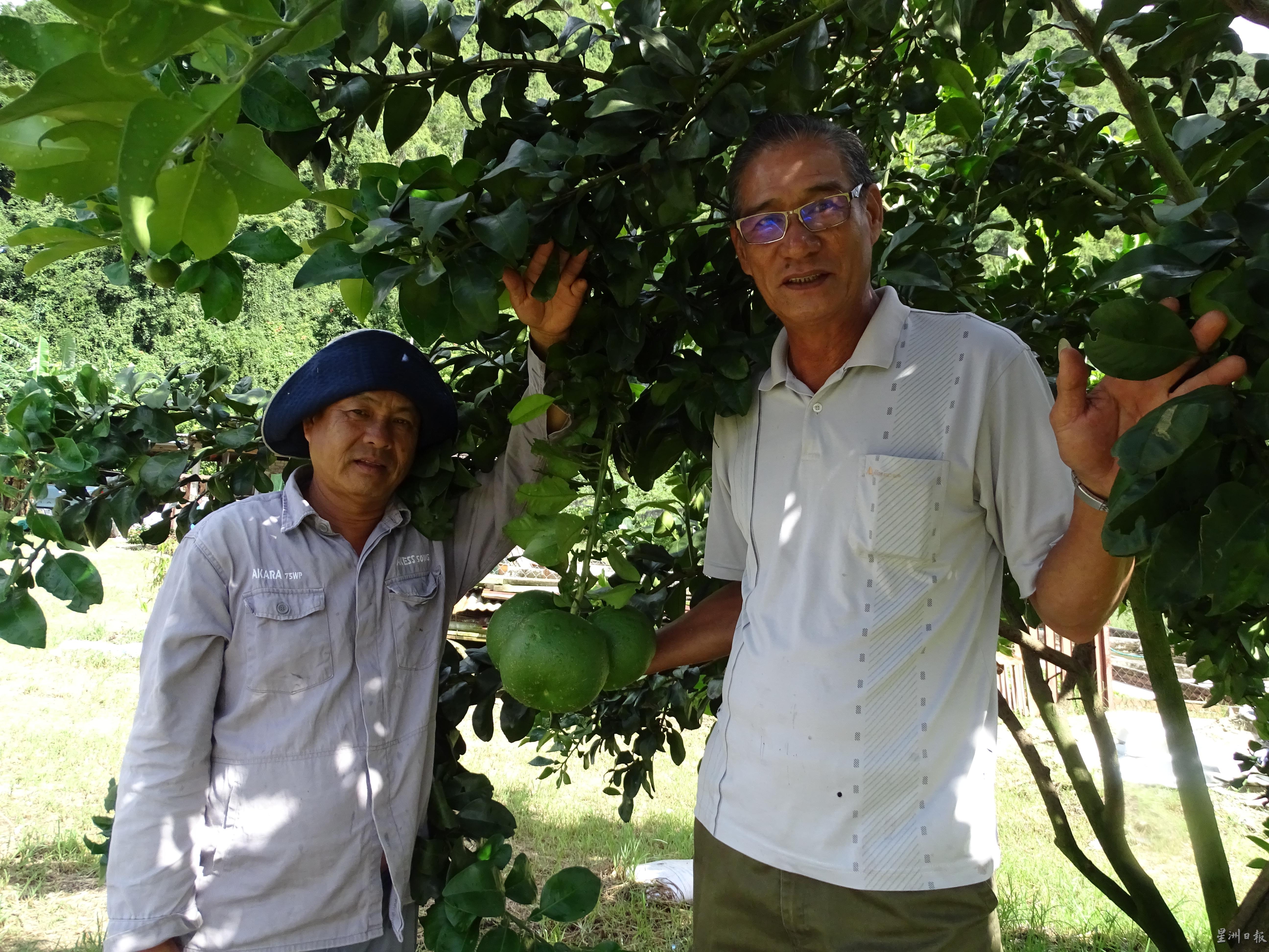 锺利泉（左）及谭顺强在石山脚种植柚子多年。


