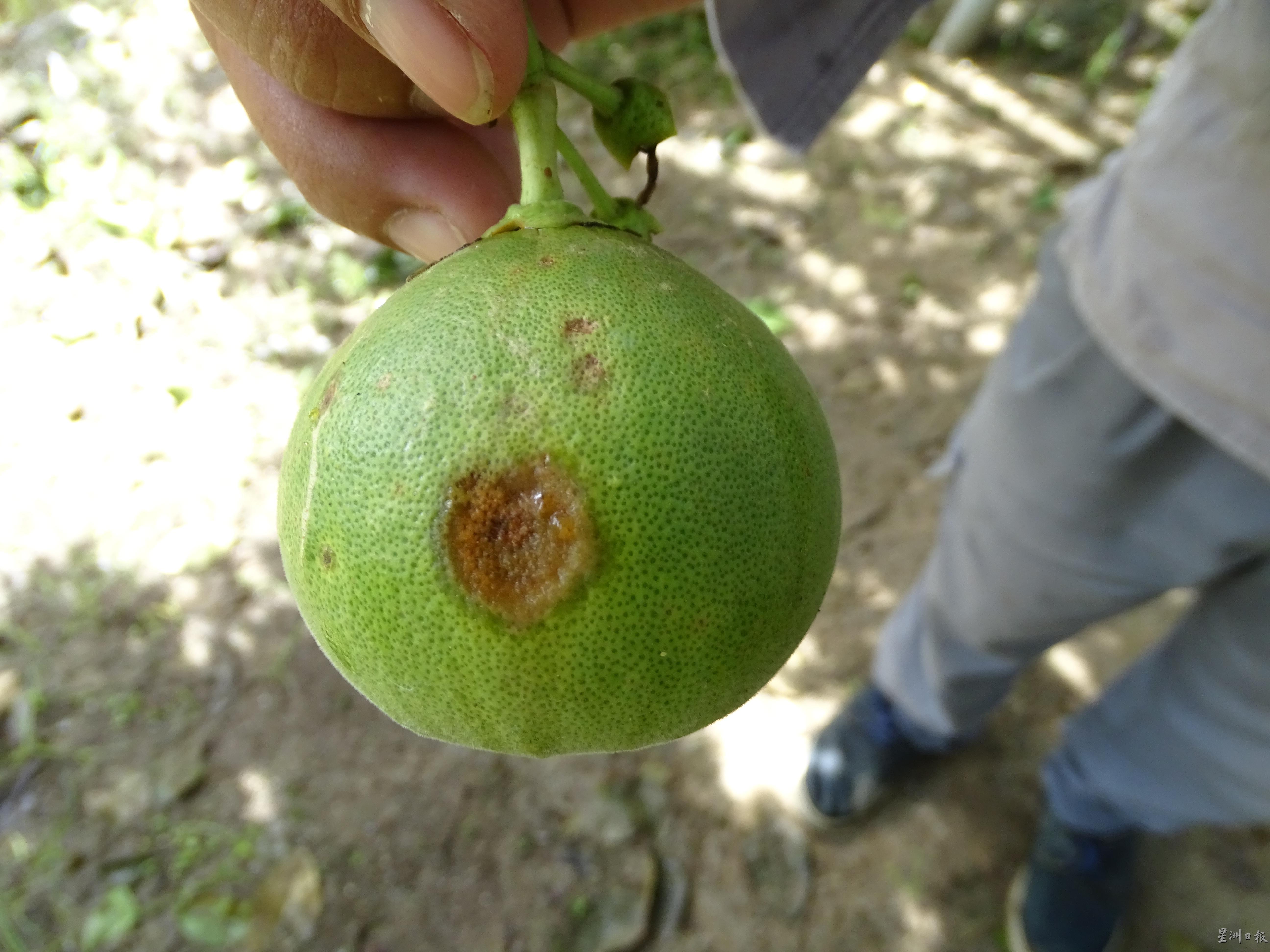 俗称“铁锈病”的病菌，会让柚子表皮产生如同生锈的斑点，有的斑点甚至会扩大，导致柚子不能食用。

