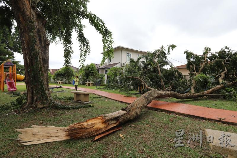 浮罗加东花园休闲区凌晨再度发生树倒，压毁运动设施意外，当局必须采取行动。

