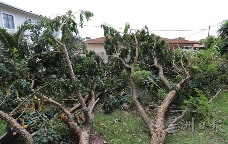 大树向内倒下，所幸没有压及民宅和伤及任何人。