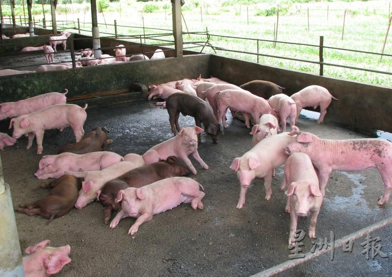 农场生猪价格下调，却也无法激活市场的买气。