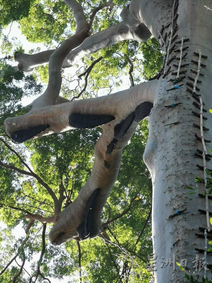 巨树粗壮的树桠通常可以找到约20个蜂巢，采蜜人为了跟时间赛跑，用餐甚至大小解都是在树上解决。

