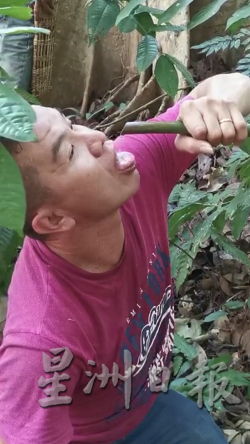 在森林里必须学会各种生存技能，采蜜人渴了就砍小竹子喝里头露水。