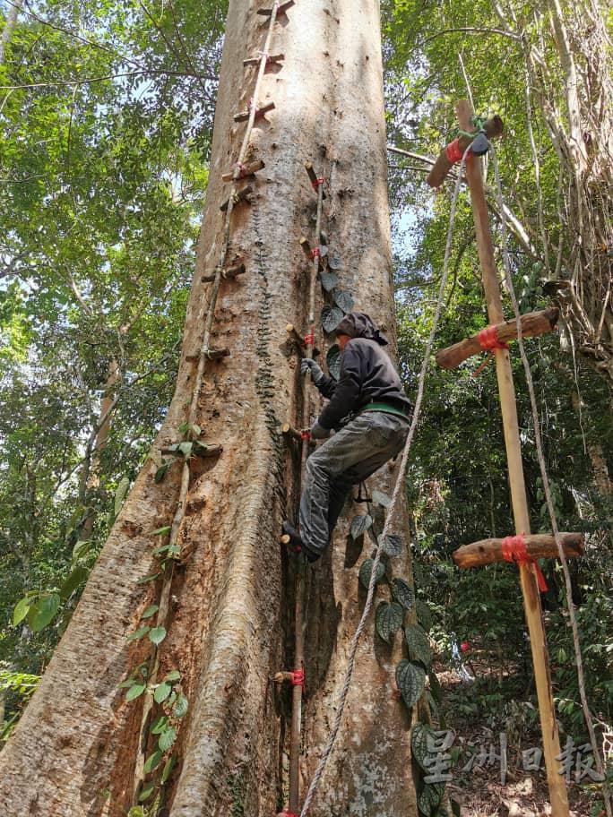 采蜜人开始攀爬，他必须攀到至少30公尺高才能触摸到树桠的蜂巢。