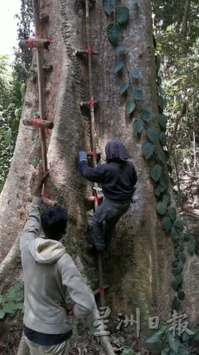 阿菲夫丁通常与另一名同伴攀上巨树，一人负责采蜂蜜，另一人则负责将蜂蜜放在桶中。