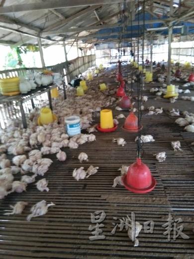 双溪山打英逢雨必灾，导致养鸡场3000只鸡被淹死。（档案照）

