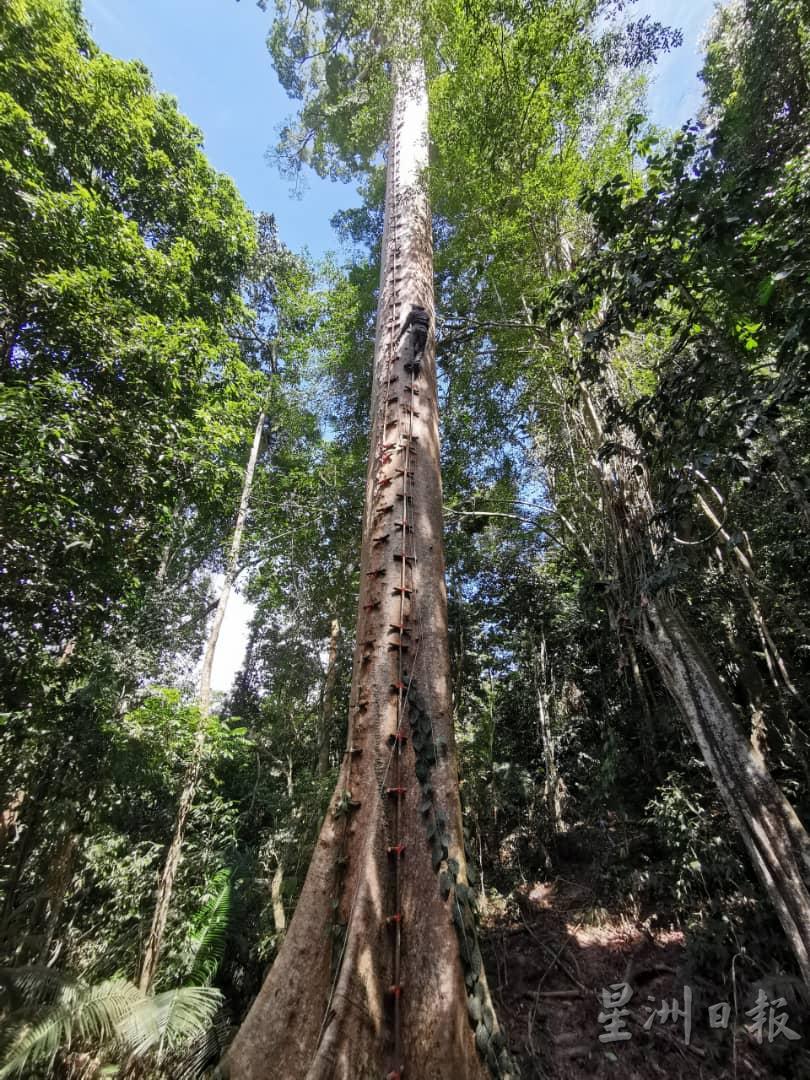 采蜜人必须攀上30公尺以上的参天大树，稍有闪失随时赔上性命。